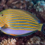 Acanthurus Lineatus "Clown Surgeon"