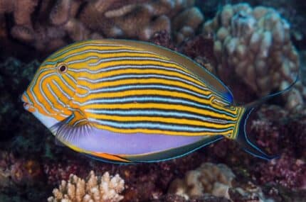 Acanthurus Lineatus "Clown Surgeon"