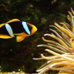 Amphiprion Clarkii "Clarkii Clown"