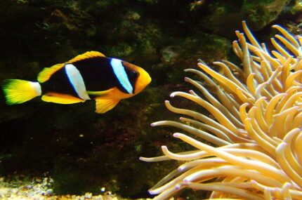 Amphiprion Clarkii "Clarkii Clown"