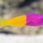 Pseudochromis paccagnellae "Royal Dottyback"