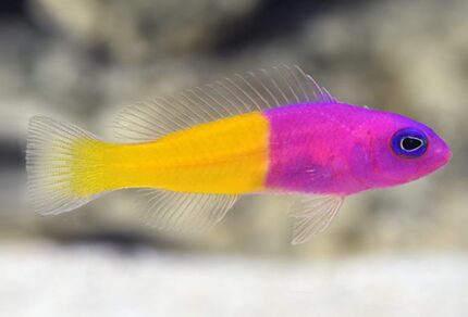 Pseudochromis paccagnellae "Royal Dottyback"
