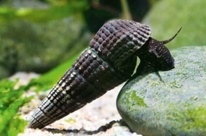 Tylomelania sp. Mix - Image 7