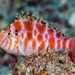 Cirrhitichthys Aprinus "Spotted Hawkfish"