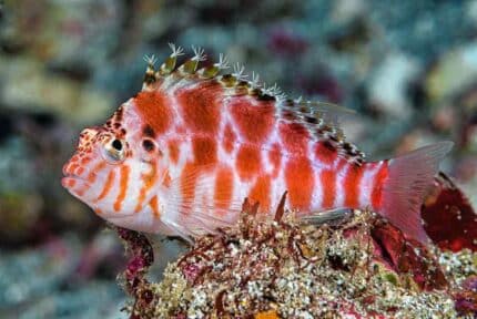 Cirrhitichthys Aprinus "Spotted Hawkfish"