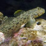 Istigobius Ornatus "Ornate Goby"