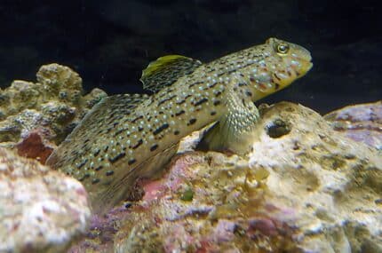 Istigobius Ornatus "Ornate Goby"