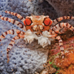 Lybia Tesselata 