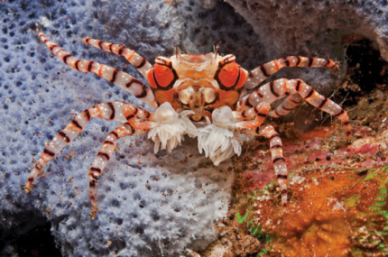 Lybia Tesselata 