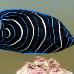 Pomacanthus Semicirculatus "Koran Angel"