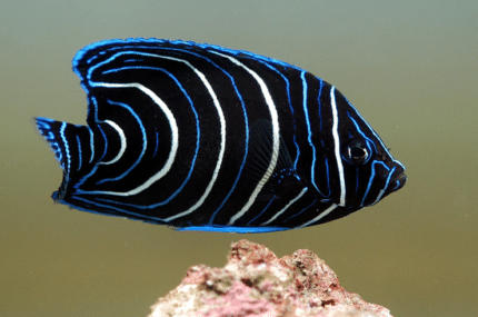 Pomacanthus Semicirculatus "Koran Angel"