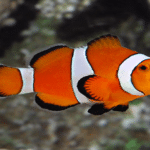 Amphiprion Ocellaris "Clown Fish"