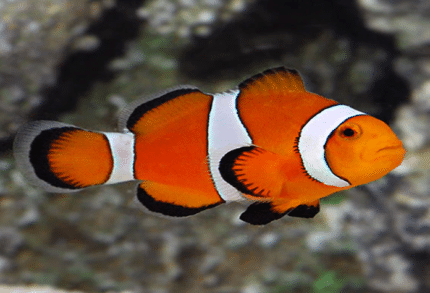 Amphiprion Ocellaris "Clown Fish"