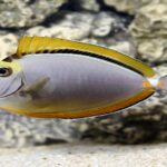 Naso Elegans "Blonde Naso Tangs"