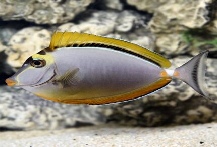 Naso Elegans "Blonde Naso Tangs"