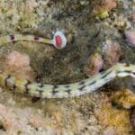 Carythoichthys paxtomi "Paxtons Pipefish"