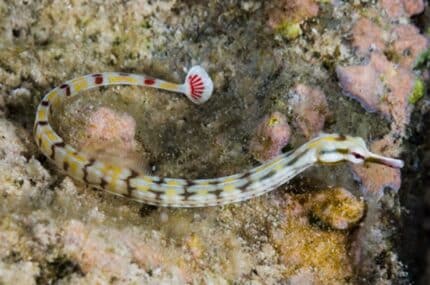 Carythoichthys paxtomi "Paxtons Pipefish"