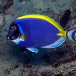 Acanthurus Leucosternon "Powder-Blue Surgeon"