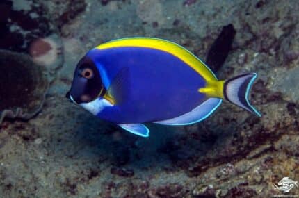 Acanthurus Leucosternon "Powder-Blue Surgeon"