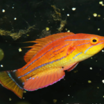 Paracheilinus carpenteri "Carpenter's Flasher Wrasse"