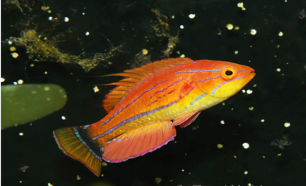 Paracheilinus carpenteri "Carpenter's Flasher Wrasse"