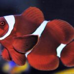 Premnas Biaculeatus "Maroon Clownfish"