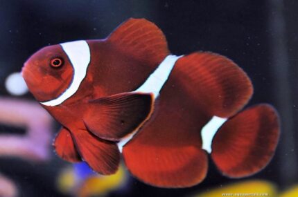 Premnas Biaculeatus "Maroon Clownfish"