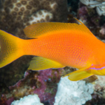 Pseudanthias Squamipinnis "Blue Eye Anthias" Male