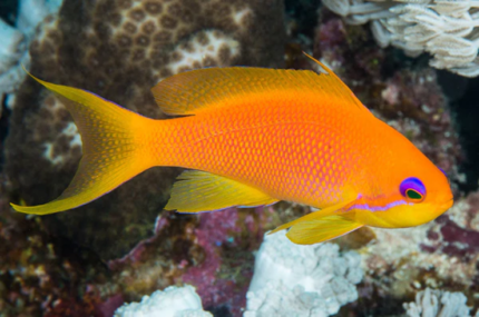 Pseudanthias Squamipinnis "Blue Eye Anthias" Male