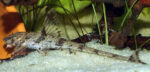 Rineloricaria sp. Colombia - Image 2