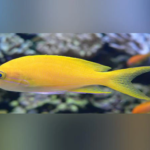 Pseudanthias Squamipinnis "Yellow Anthias" Female