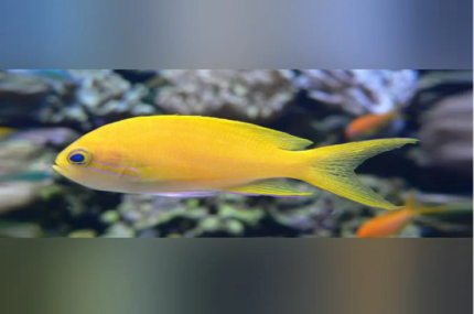 Pseudanthias Squamipinnis "Yellow Anthias" Female