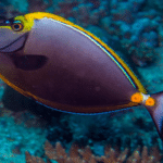 Naso Lituratus "Orange-Spine Unicornfish"