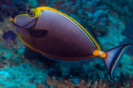 Naso Lituratus "Orange-Spine Unicornfish"