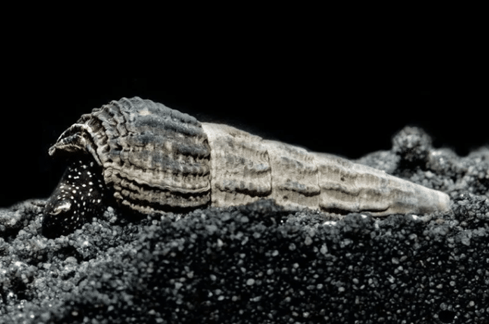 Tylomelania sp. Mix - Image 6