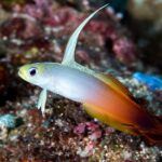 Nemateleotris Magnifica "Firefish"