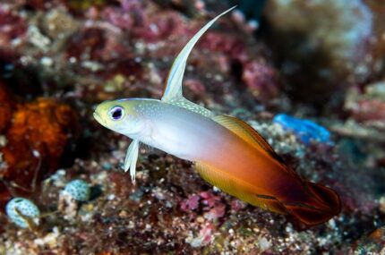 Nemateleotris Magnifica "Firefish"