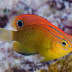 Pomacentrus Bankanensis "Speckled Damsel"