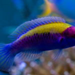 Cirrhilabrus Aurantidorsalis "Orange-Back Fairy Wrasse"