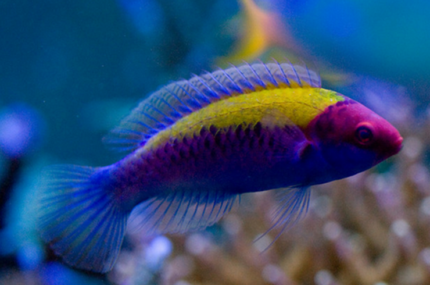 Cirrhilabrus Aurantidorsalis "Orange-Back Fairy Wrasse"