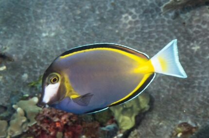 Acanthurus japonicus "Japanese surgeonfish"