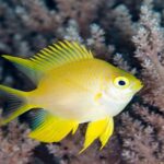 Amblyglyphidodon Aureus "Golden Damsel"