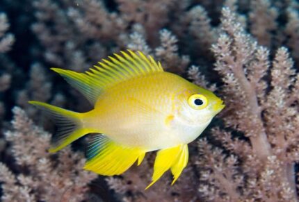 Amblyglyphidodon Aureus "Golden Damsel"