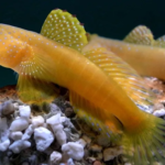 Cryptocentrus Cinctusn "Yellow Prawn Goby (Male)"