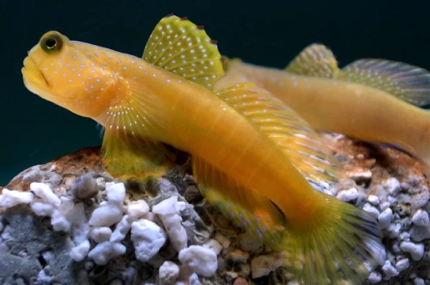 Cryptocentrus Cinctusn "Yellow Prawn Goby (Male)"