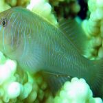 Gobiodon Rivulatus "Blue Spotted Coral Goby"