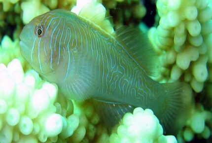 Gobiodon Rivulatus "Blue Spotted Coral Goby"