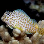 Exallias Brevis "Leopard Blenny"