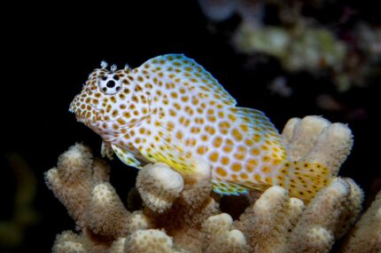 Exallias Brevis "Leopard Blenny"