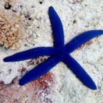 Linckia Laevigata "Blue Starfish"